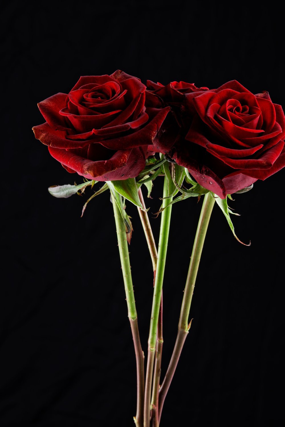 12. Enchanted Dark Floral Arrangements - halloween party decorationst