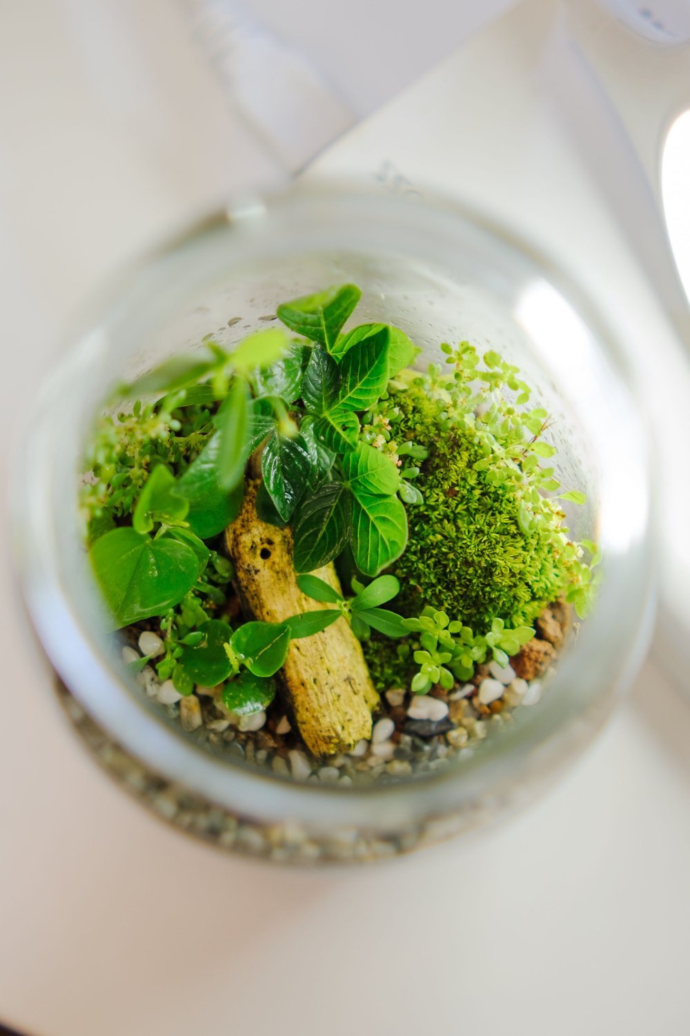16. Creepy Crawly Bug Jar Terrariums as Table Accents - halloween party decorationst