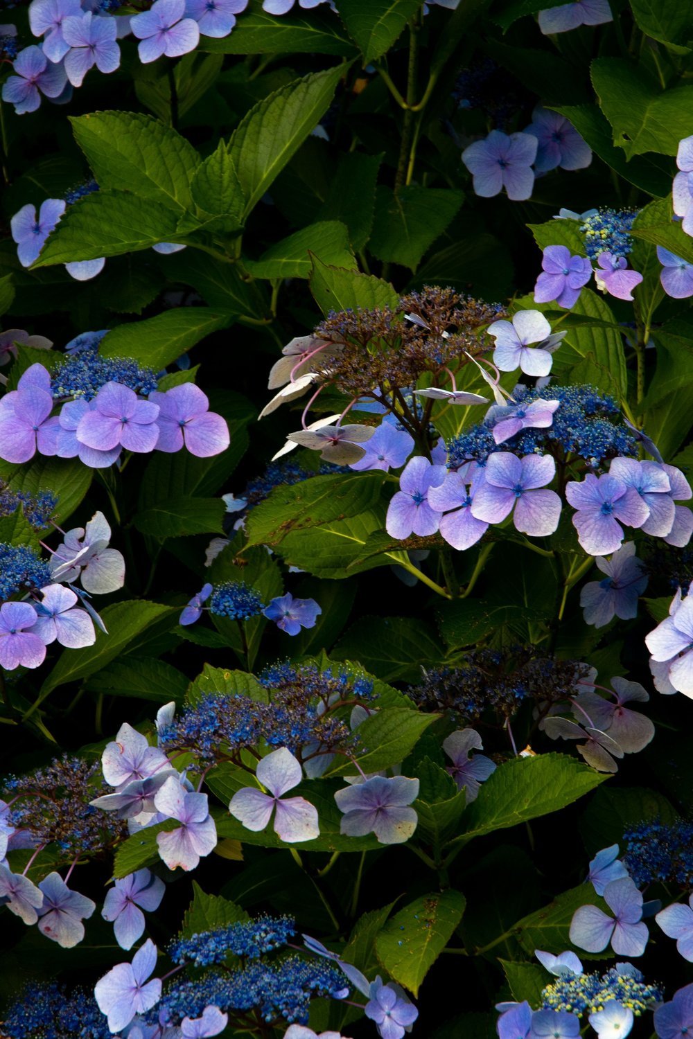 Paper Hydrangea Clusters for Wreaths and Centerpieces - how to make paper flowers step by step