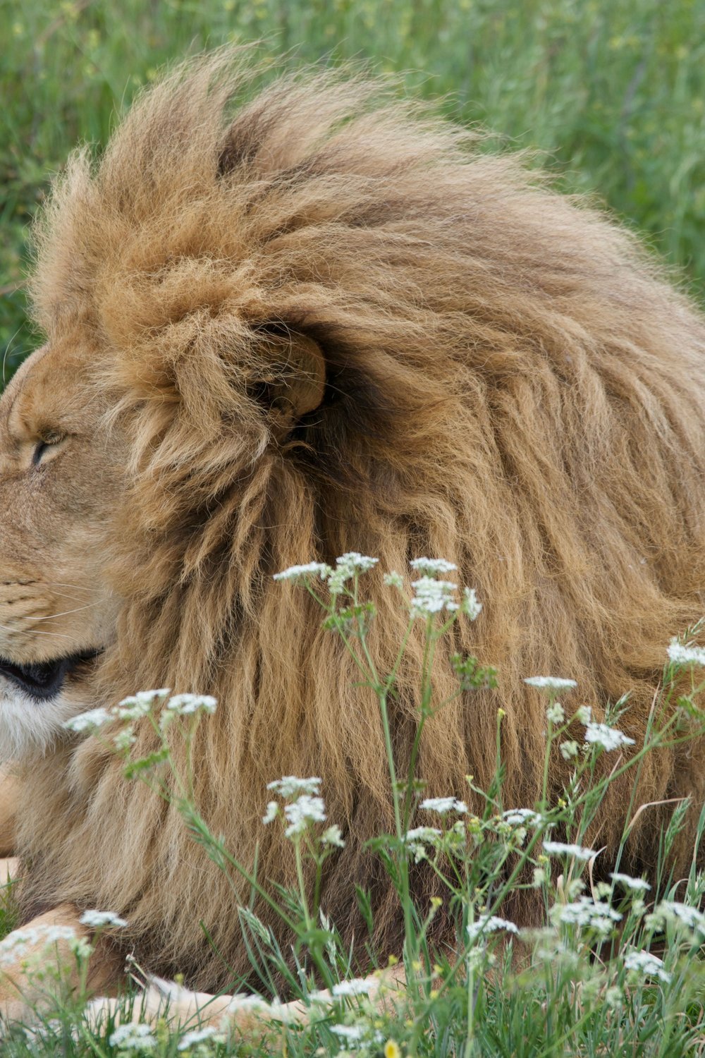 1. Paper Plate Lion — A Mane-Worthy Jungle Craft - paper plate crafts for kids