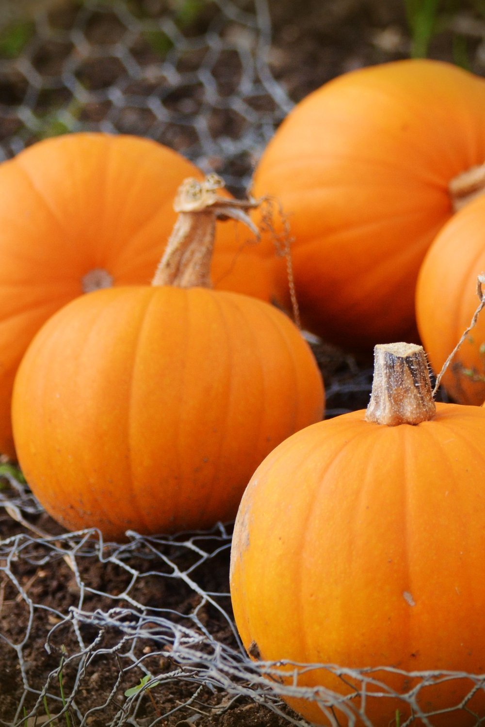Wire Pumpkin Wreath DIY with Deco Mesh and Ribbon - wire pumpkin wreath diy